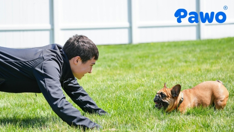 Chó Bulldog Pháp chỉ cần vận động nhẹ mỗi ngày và đặc biệt nó không biết bơi