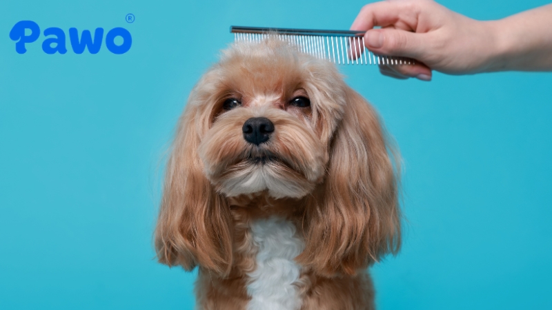 Tuỳ theo nhu cầu thực tế mà chúng ta lựa chọn loại lược chải lông cho thú cưng
