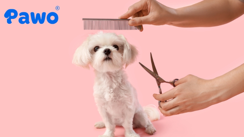 Lông thú cưng sẽ rất mượt mà, đáng yêu nếu bạn chọn đúng lược và sử dụng đúng cách