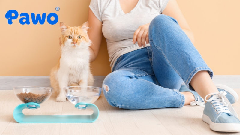 Tạm ngưng cho mèo ăn khi có các dấu hiệu mèo bị tiêu chảy