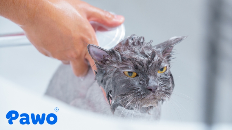 Luôn giữ vệ sinh sạch sẽ cho mèo tại nhà khi bị tiêu chảy