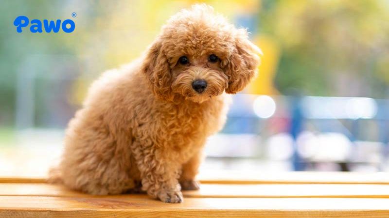 Poodle là sự kết hợp hoàn hảo giữa vẻ ngoài xinh xắn và trí thông minh vượt trội