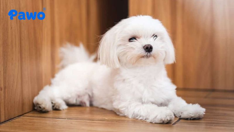 Giống chó Maltese mang vẻ đẹp thanh lịch, quý phái cùng tính cách dịu dàng