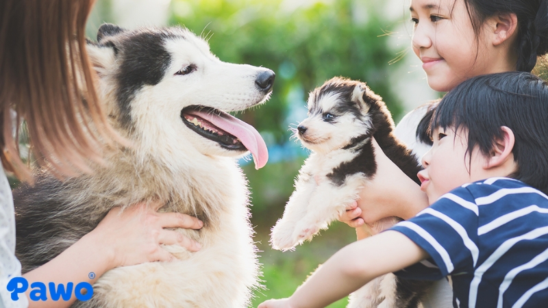 Nuôi 2 thú cưng khác nhau giúp giảm sự cô đơn