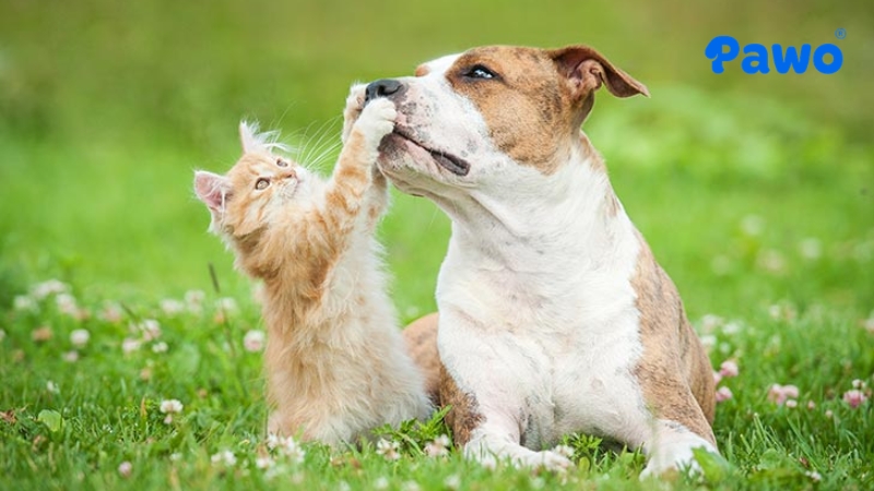 2 thú cưng khác loài sẽ dễ tranh cãi với nhau hơn