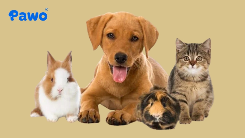 Chó/Mèo và các loài nhỏ là các cặp đôi cần giám sát chặt chẽ