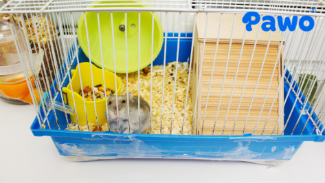 Phụ kiện dành riêng cho Hamster giúp nó giải tỏa năng lượng dư thừa, tránh béo phì