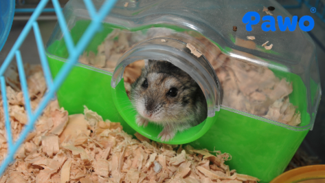 Phụ kiện nhà ở dành riêng cho Hamster giúp nó cảm thấy được an toàn hơn