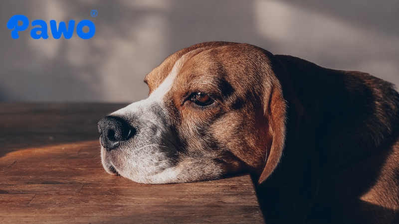 Chó bị stress buồn chán khi ở một mình