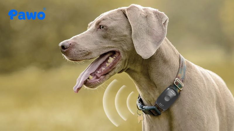 Vòng cổ tích hợp GPS cho phép bạn theo dõi vị trí chính xác của thú cưng theo thời gian thực trên bản đồ