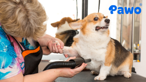 Chó Corgi có 2 lớp lông dày và cực kì dễ rụng lông quanh năm