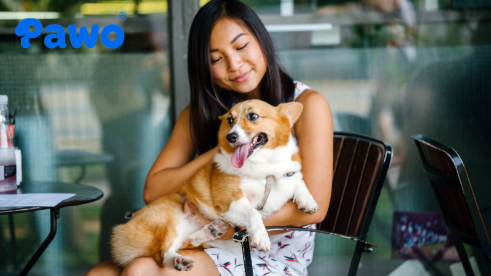 Chó Corgi là thú cưng nhập khẩu và có giá thành rất cao trên thị trường.
