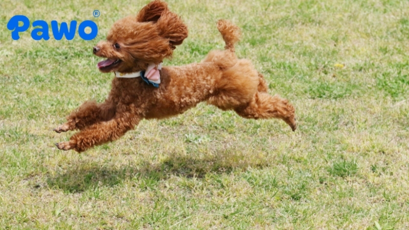 Chó Poodle rất hòa đồng, tràn đầy yêu thương