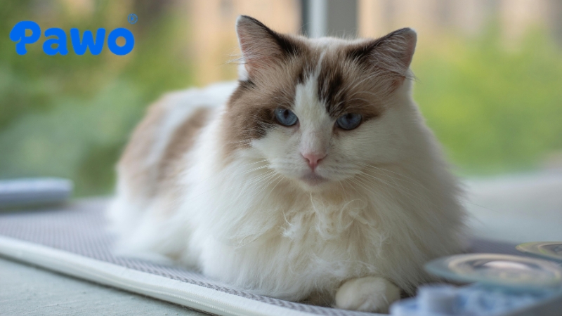 Mèo Ragdoll có bản tính vô cùng dịu dàng và kiên nhẫn