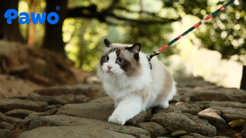 Ragdoll là giống mèo bắt buộc phải được nuôi trong nhà