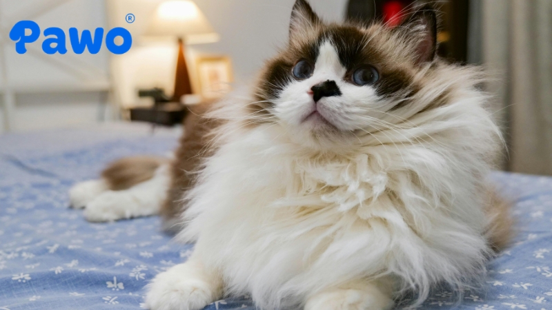 Mèo Ragdoll có bộ lông mềm mượt bóng bẩy