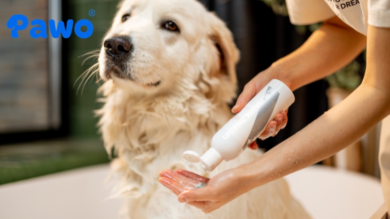 Cần chải lông kỹ trước khi tắm, massage sữa tắm, xã thật kỹ và sấy thật khô giúp lưu hương lâu.