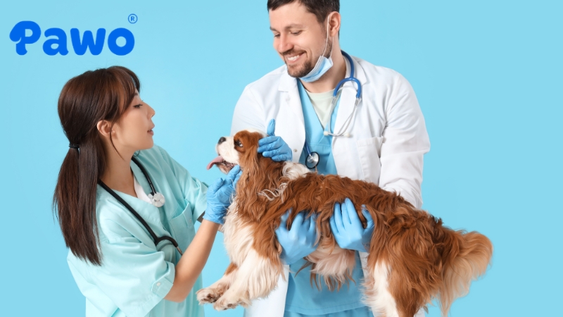 Đưa thú cưng đến gặp bác sĩ thú y ngay khi cần thiết