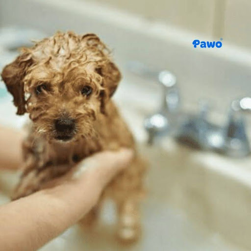 Tắm thú cưng tại nhà