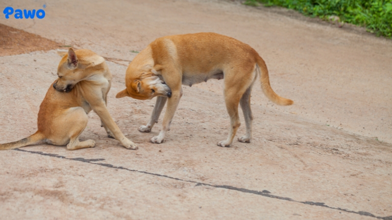 Ve rận gây ngứa ngáy, truyền bệnh ký sinh trùng nguy hiểm và dễ lây lan khắp nhà.