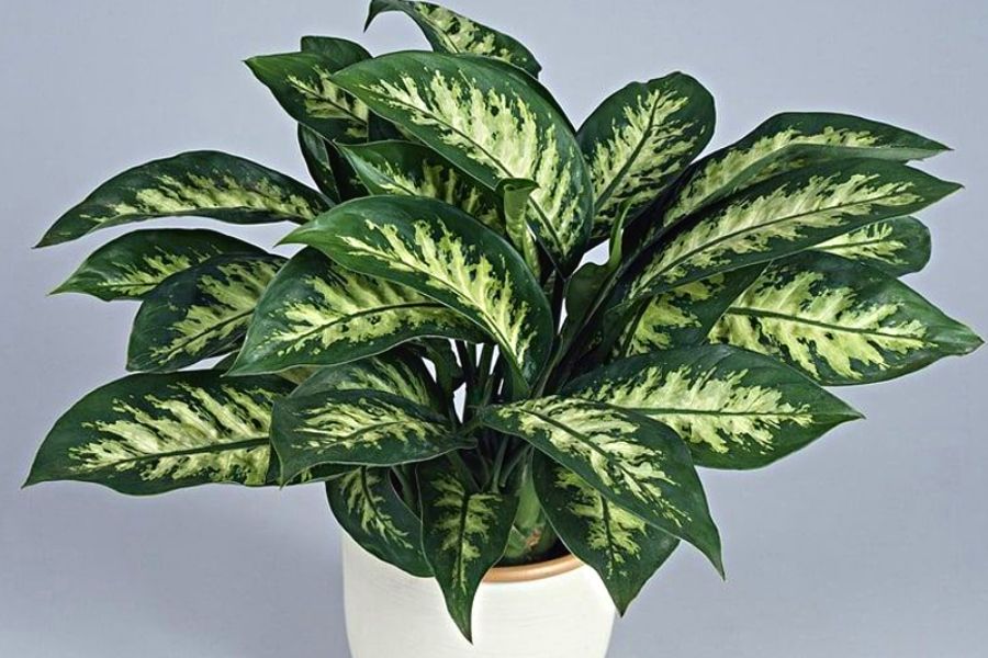 cây vạn liên thanh