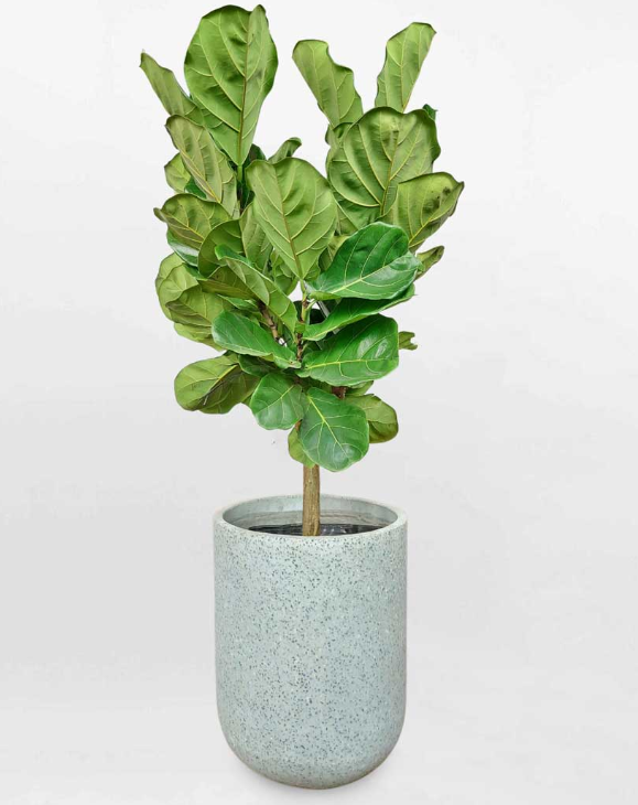 Cây Bàng Singapore – Biểu Tượng Của Tài Lộc Và Sự Bền Vững_KBPT35_Dochoikinhbac