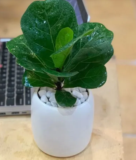 Cây Bàng Singapore – Biểu Tượng Của Tài Lộc Và Sự Bền Vững_KBPT35_Dochoikinhbac