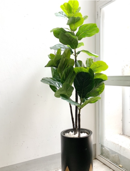 Cây Bàng Singapore – Biểu Tượng Của Tài Lộc Và Sự Bền Vững_KBPT35_Dochoikinhbac