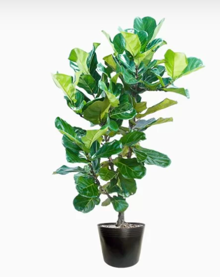 Cây Bàng Singapore – Biểu Tượng Của Tài Lộc Và Sự Bền Vững_KBPT35_Dochoikinhbac