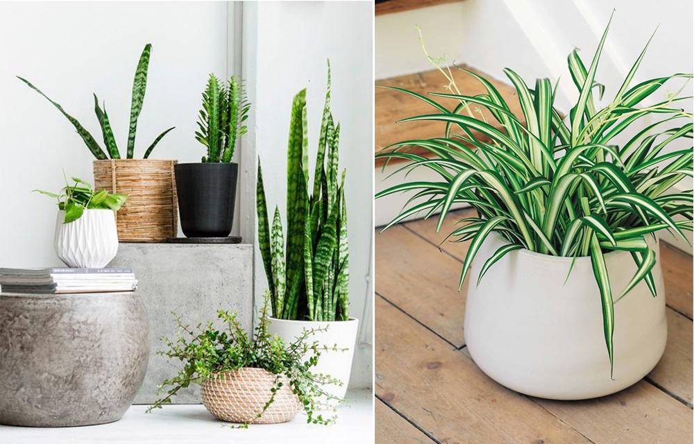 Chẳng những cây giúp khử mùi mà còn hút ẩm, làm không gian xanh mát hơn