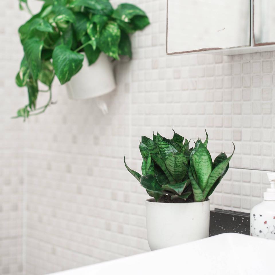 VLXD Xanh khuyên bạn nên trồng cây trầu bà nhà vệ sinh để giúp khử mùi hiệu quả