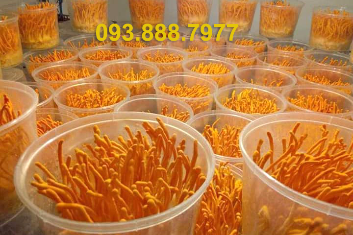 đông trùng hạ thảo có tác dụng gì