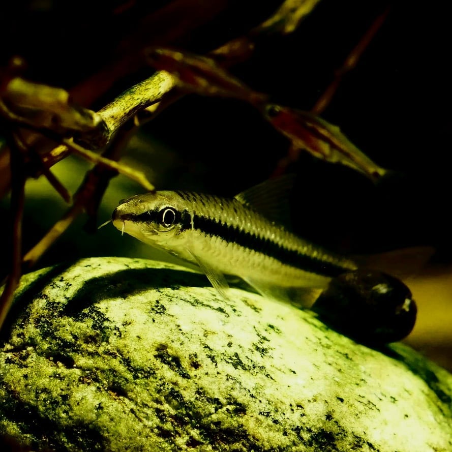 Cá Thủy Sinh Bút Chì Thái