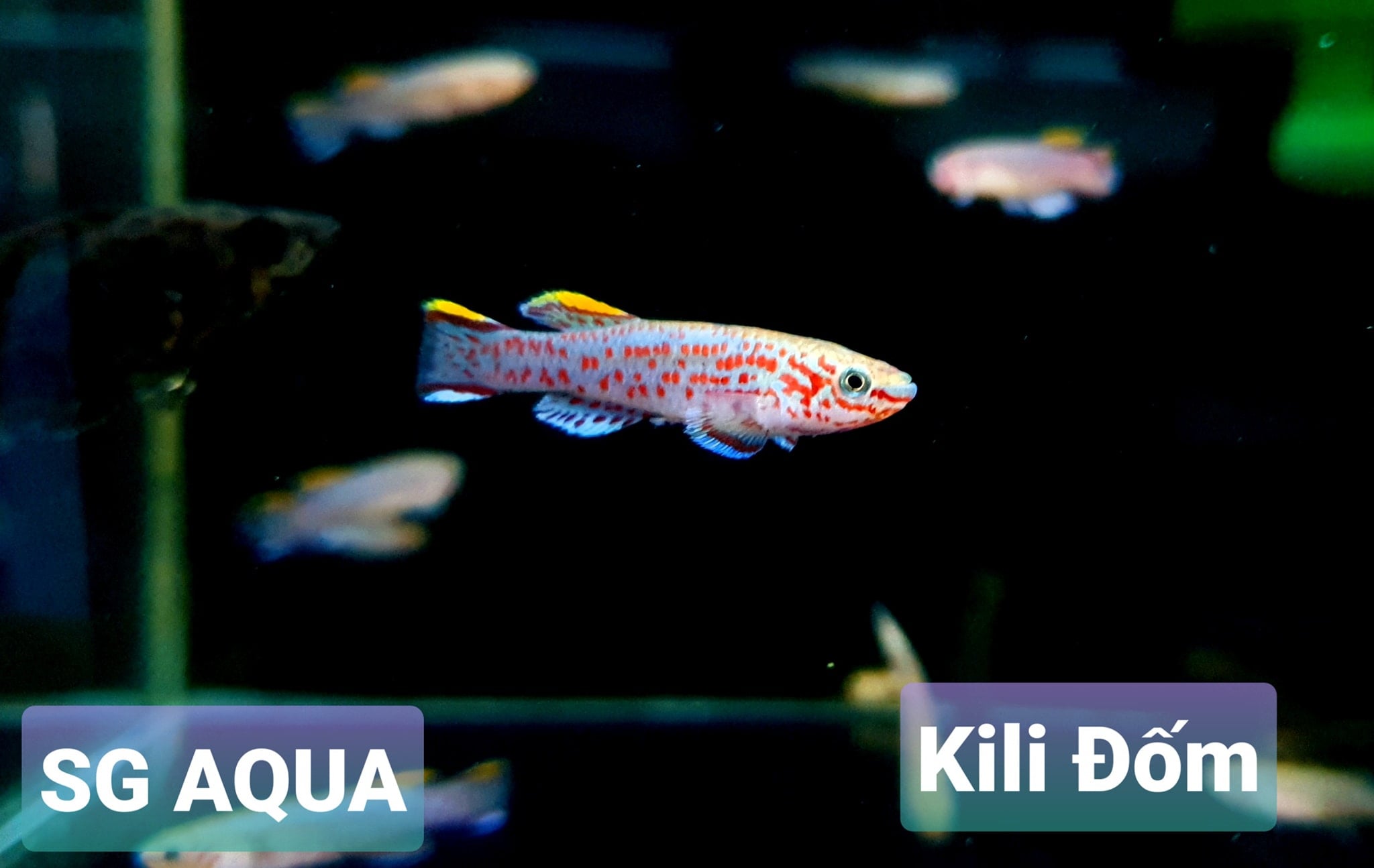 Cá Thủy Sinh Kili Đốm