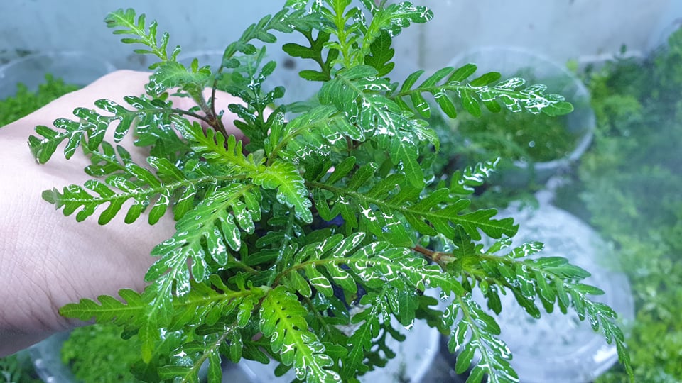 Cây Liễu Đỏ Răng Cưa Lùn Xòe