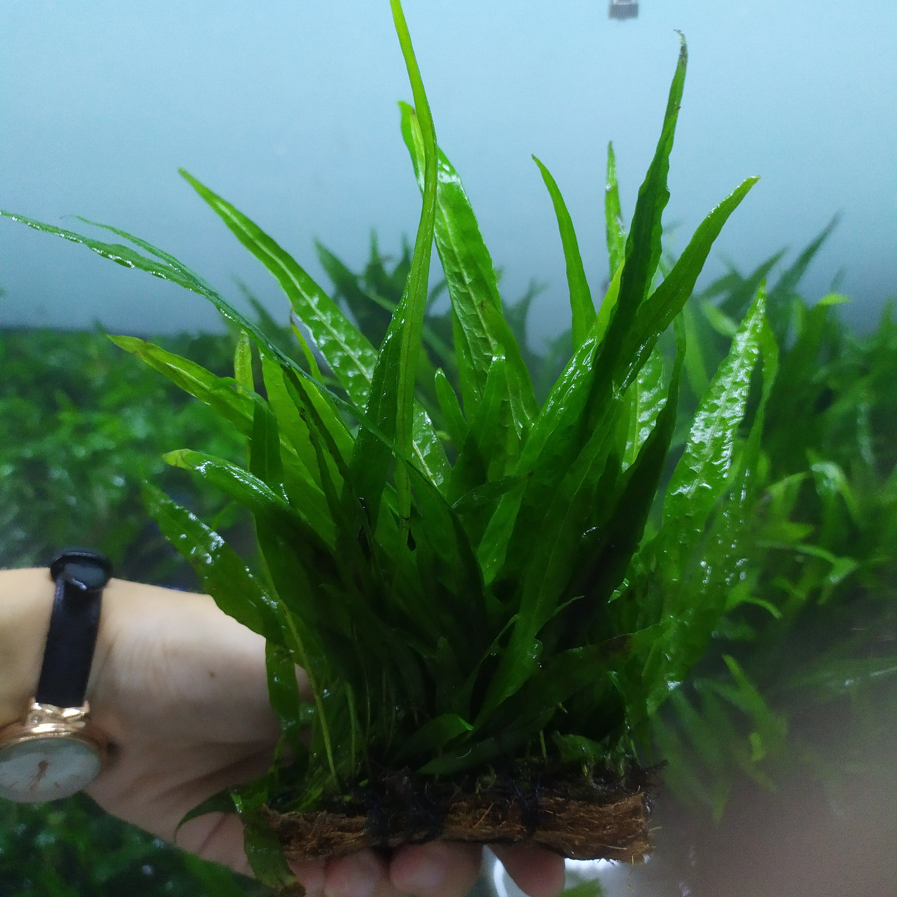 Dương Xỉ Lá Hẹp