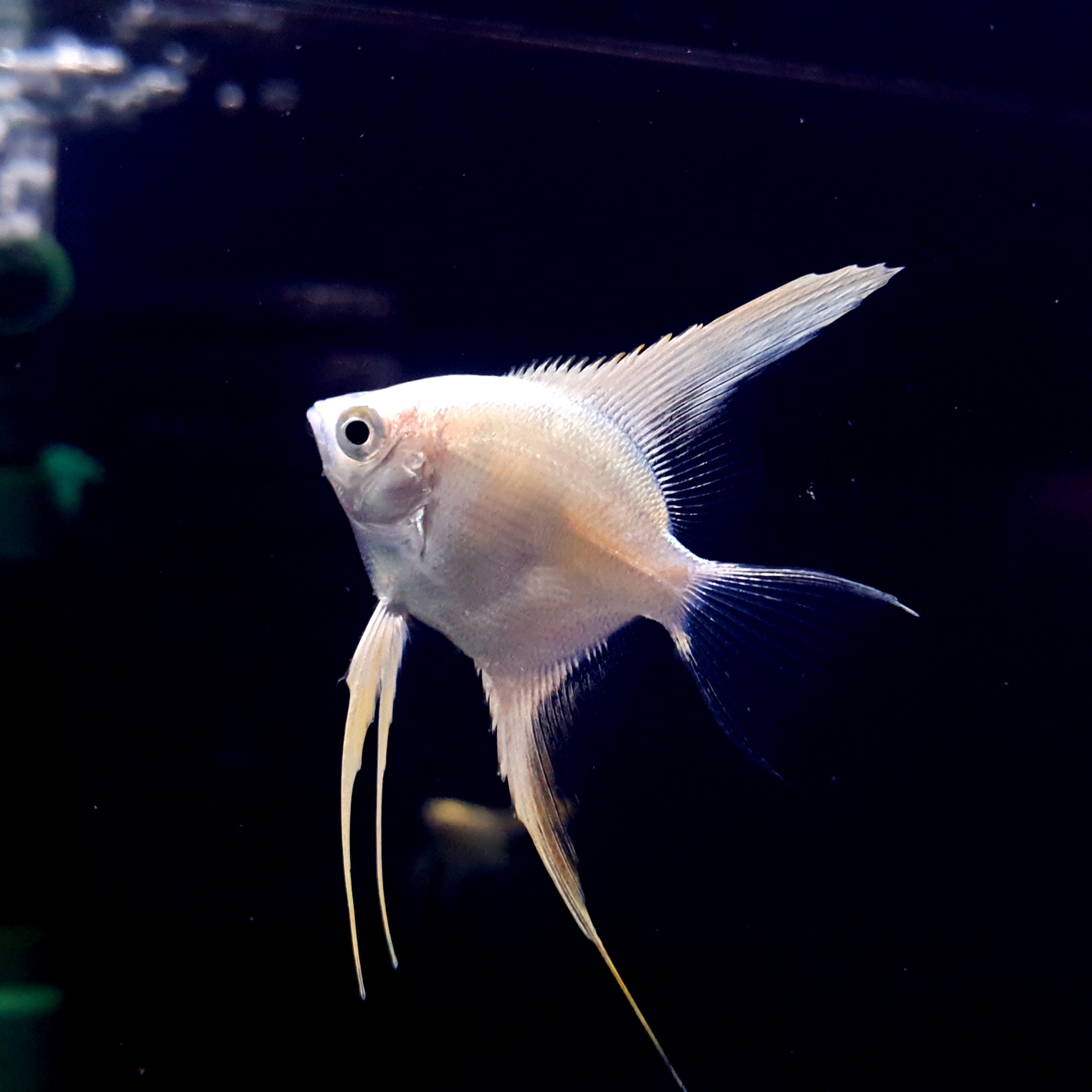 Cá Thần Tiên Trắng