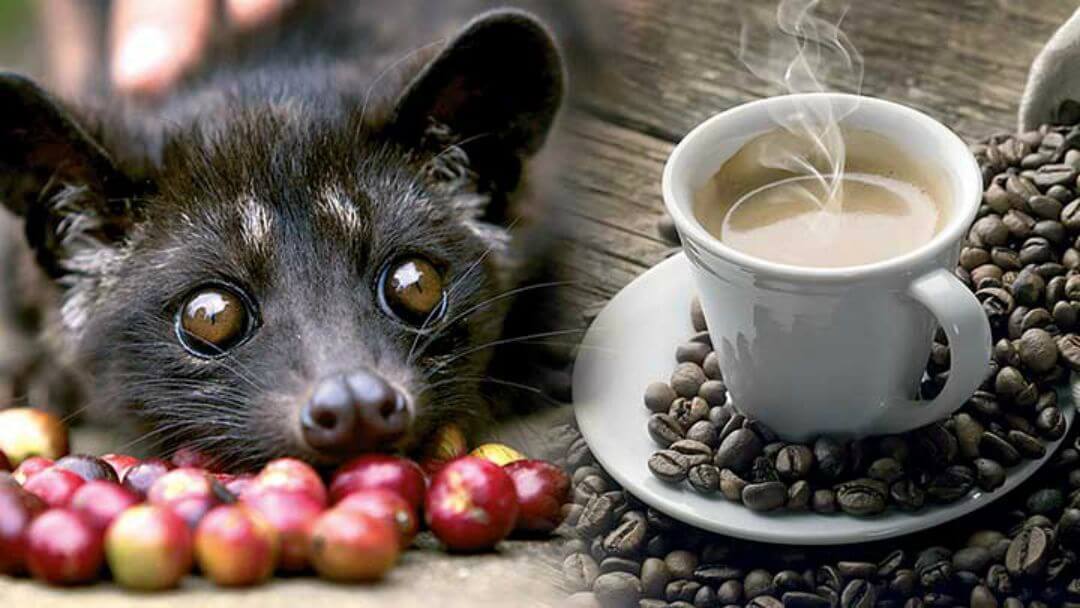 Cà phê Kopi Luwak