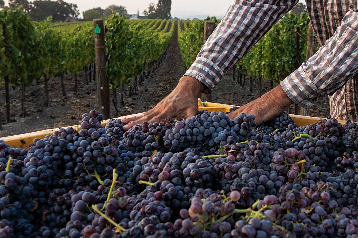 Cabernet Sauvignon Paso Robles