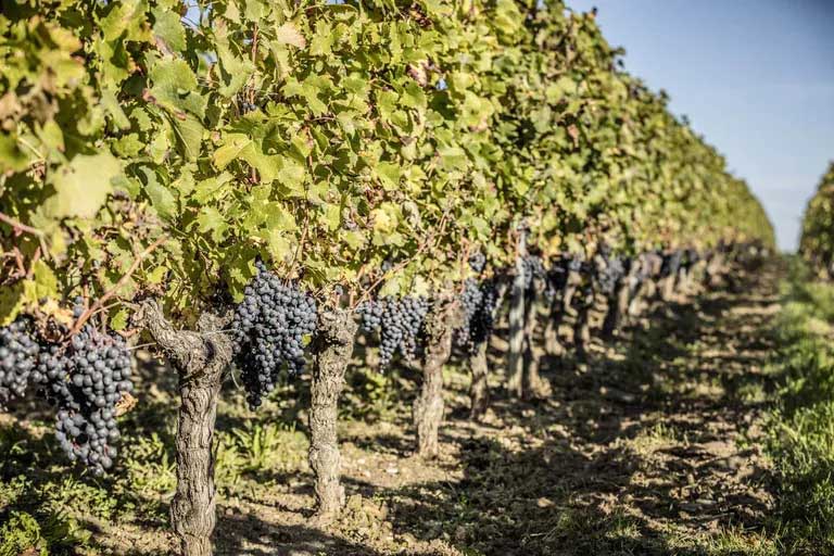 Vườn nho tại vùng Bordeaux
