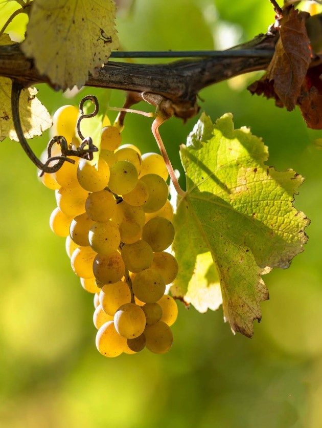 Giống nho làm ra chai rượu vang nổi tiếng nhà Greywacke