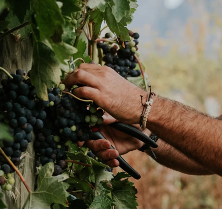 Giống nho Tempranillo sản xuất ra chai vang Muga