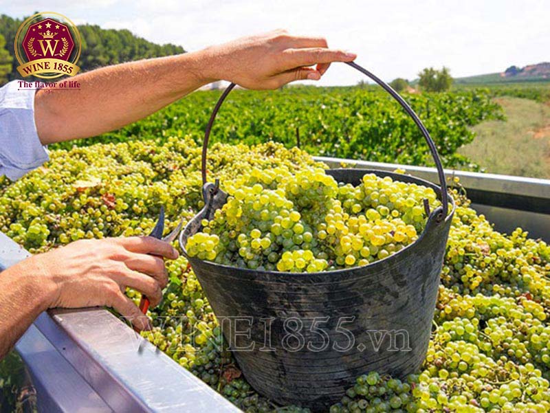 Từng giọt Chardonnay, mỗi lần thưởng thức là một hành trình.