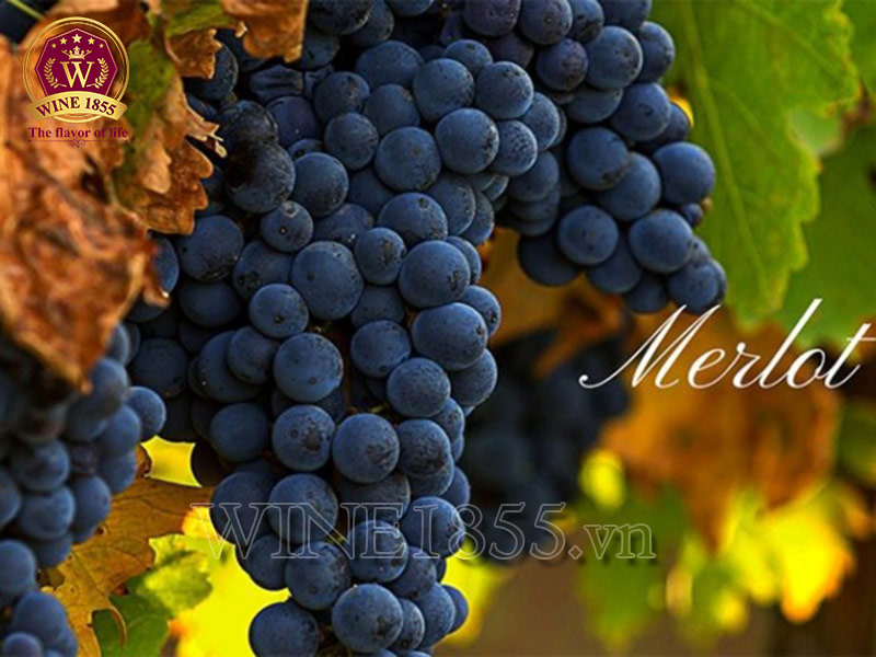 Clos du Milieu – Hương vị đậm dấu ấn vùng đất cổ.