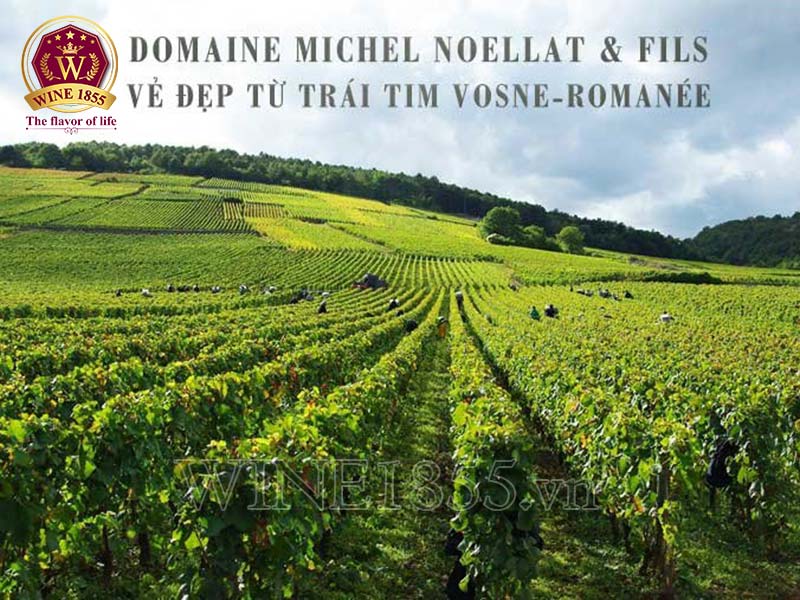 Hautes-Côtes de Nuits – Chardonnay tinh khiết từ độ cao và đam mê.