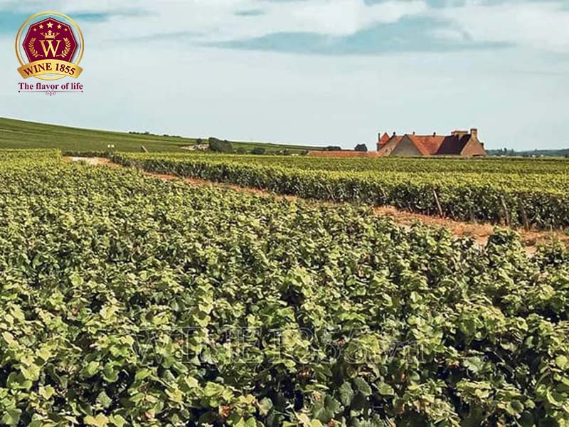 Michel Noëllat – Hòa quyện giữa truyền thống và vẻ đẹp vượt thời gian.