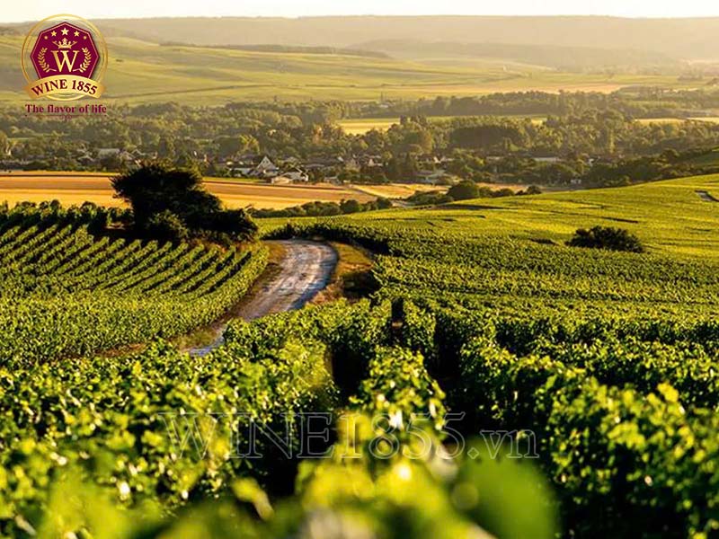 Famille Paquet – Tôn vinh nghệ thuật làm vang Pháp.