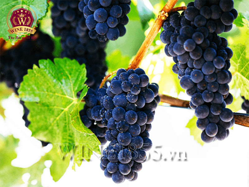 Pinot Noir – Dịu dàng nhưng không kém phần sắc sảo.