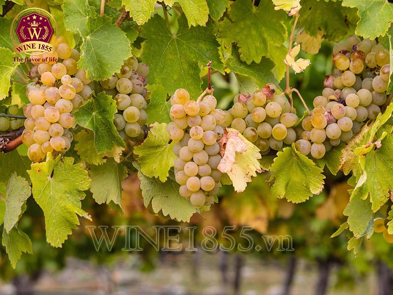 Meursault Blanc – Đỉnh cao Chardonnay nước Pháp.