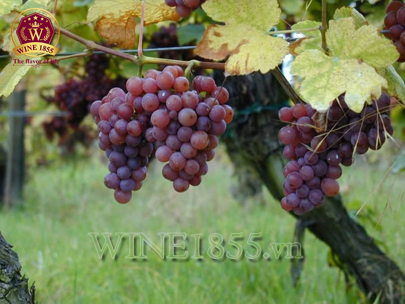 Chardonnay cổ điển, phong cách không đổi.